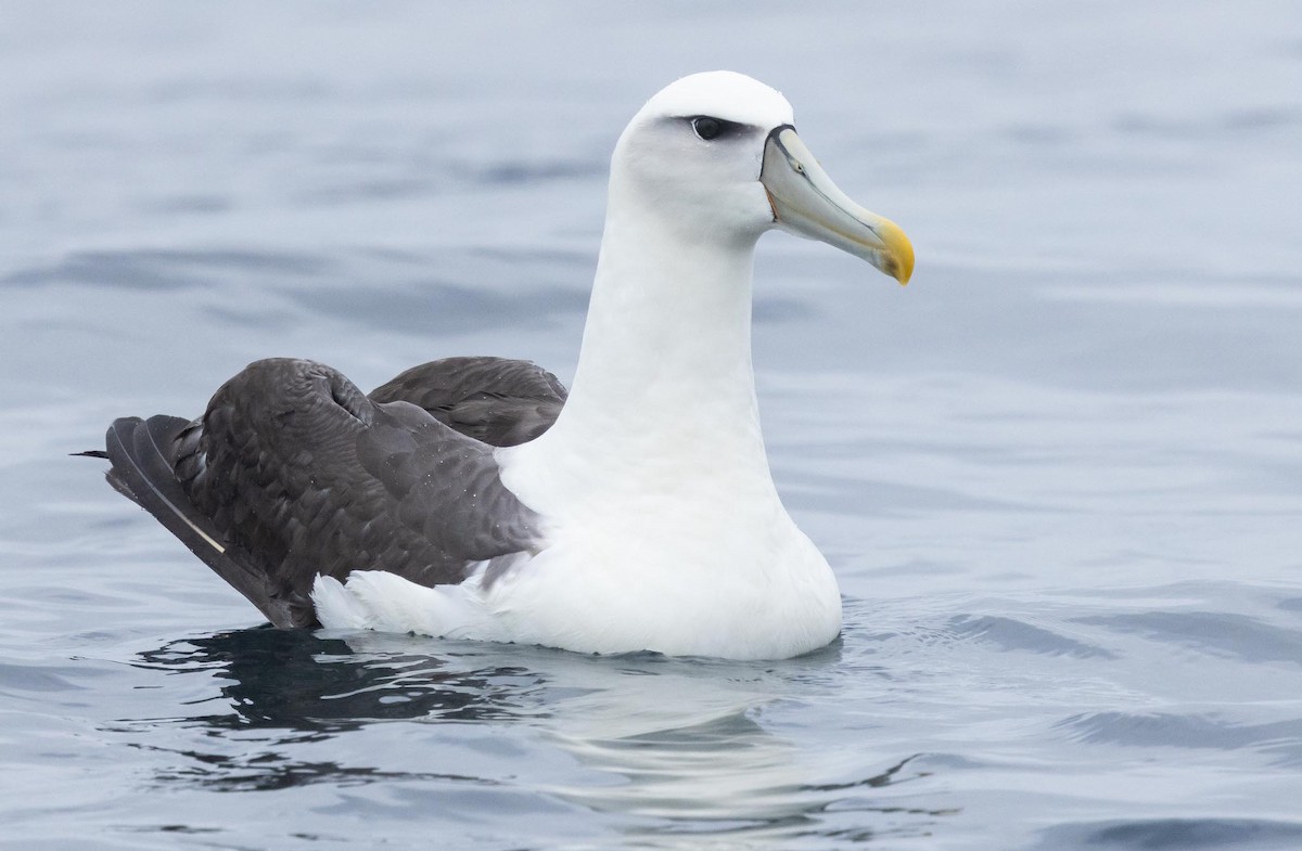 albatros šelfový (ssp. steadi) - ML620370076