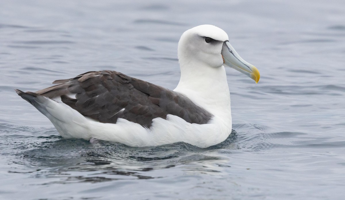albatros šelfový (ssp. steadi) - ML620370077
