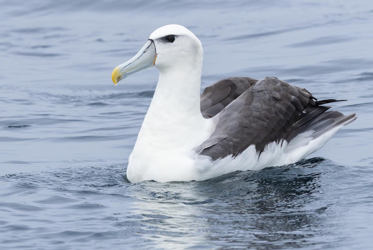 White-capped Albatross (steadi) - ML620370078