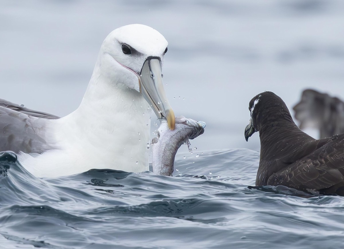 White-capped Albatross (steadi) - ML620370079