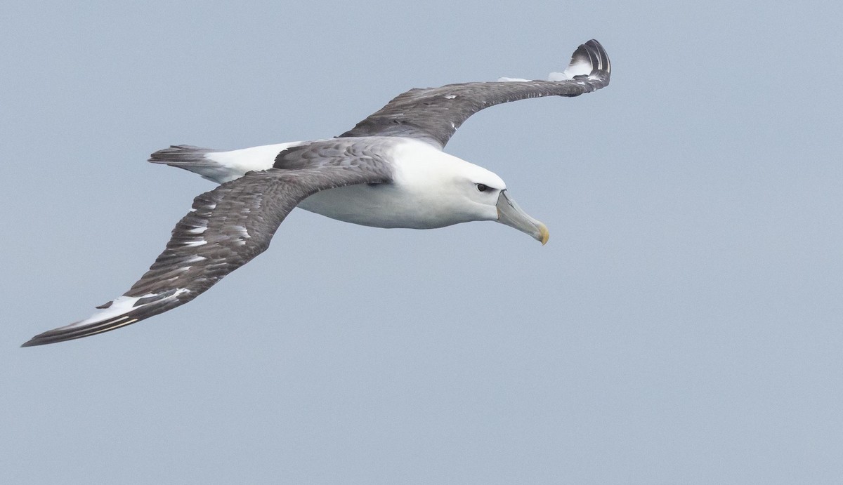 albatros šelfový (ssp. steadi) - ML620370080