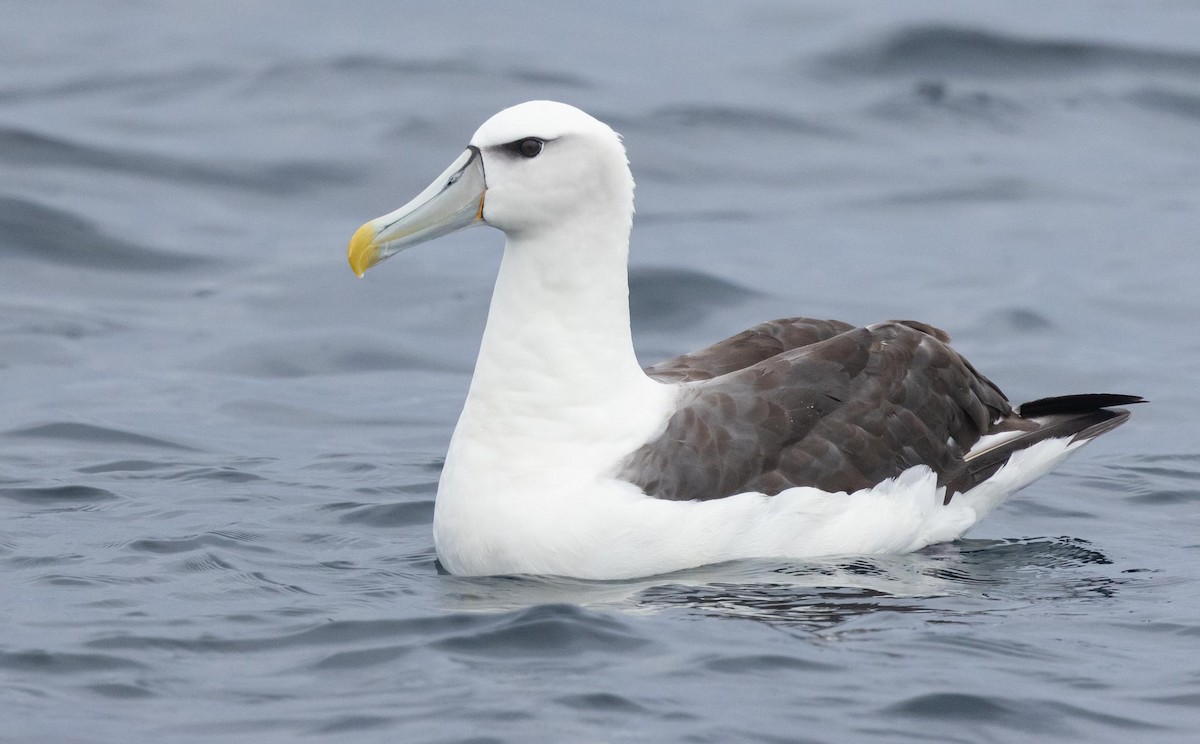 White-capped Albatross (steadi) - ML620370081