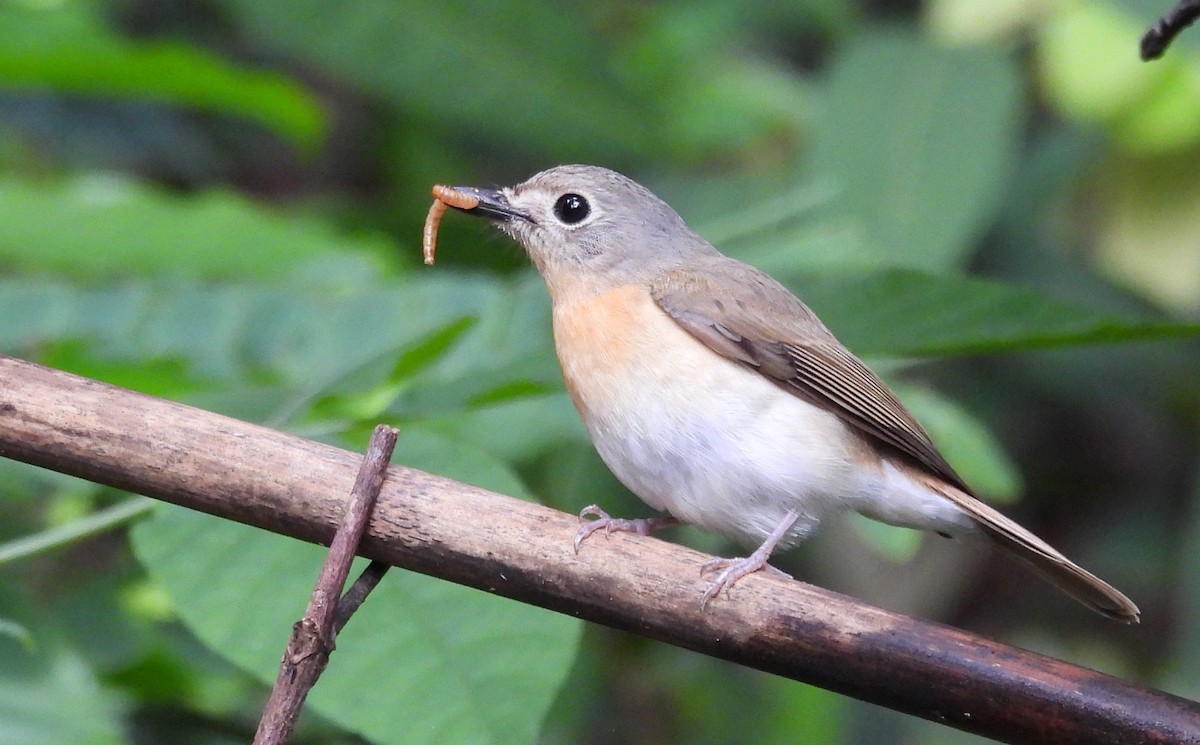 Hainan Blue Flycatcher (Western Orange-breasted) - ML620370086