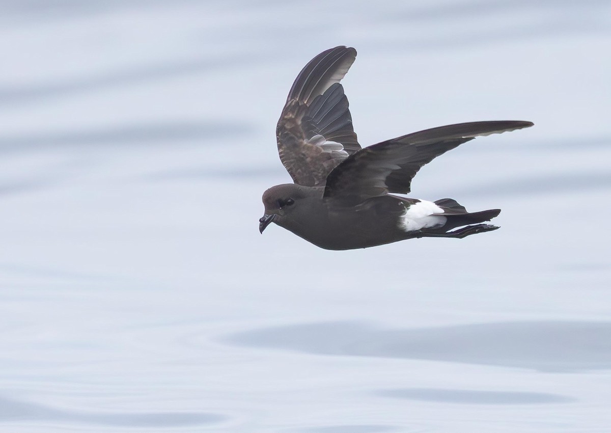 Wilson's Storm-Petrel (Wilson's) - ML620370093