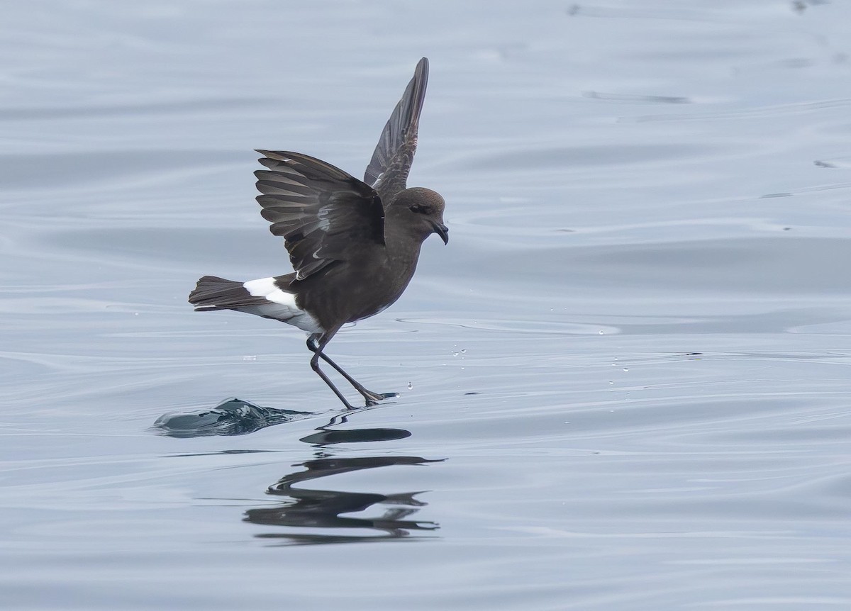 Wilson's Storm-Petrel (Wilson's) - ML620370095