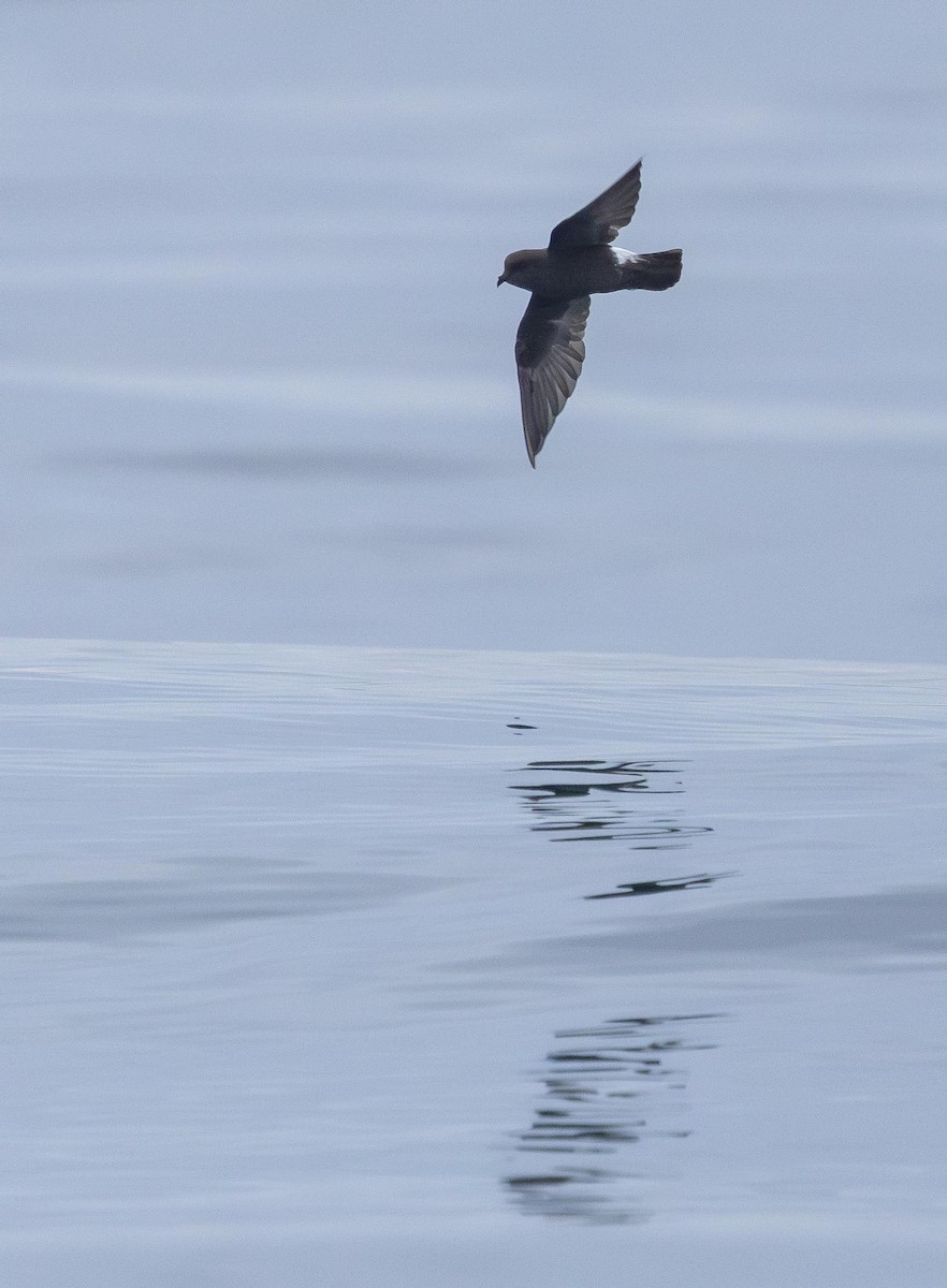 Wilson's Storm-Petrel (Wilson's) - ML620370097