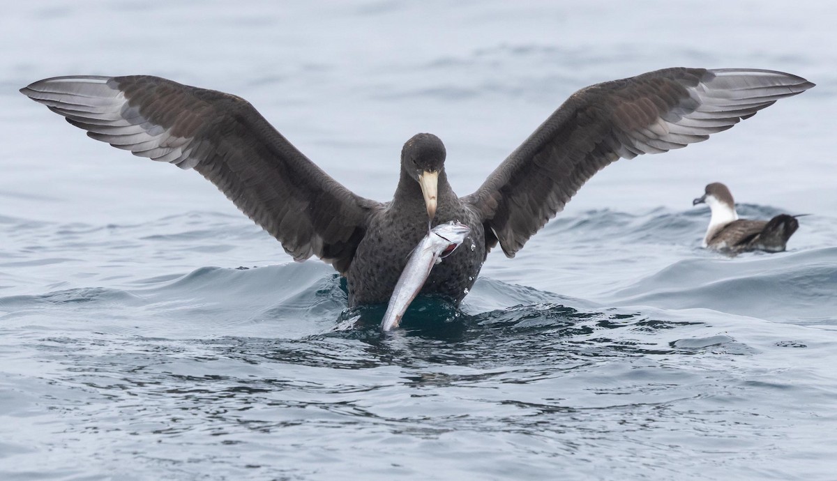 Northern Giant-Petrel - Adam Buckham