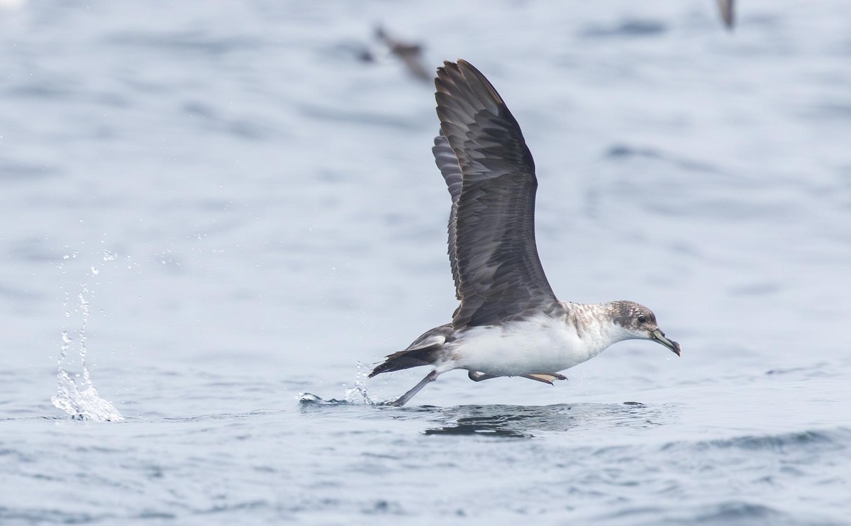 Gray Petrel - ML620370109