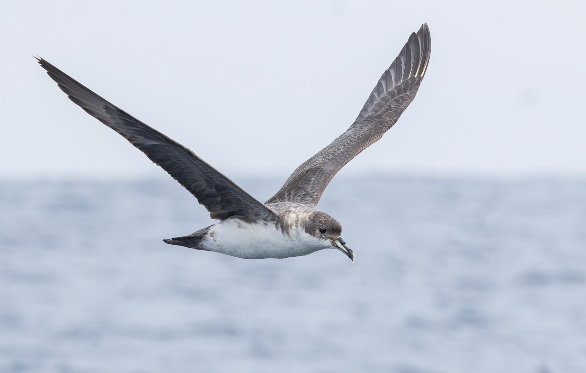 Gray Petrel - ML620370110