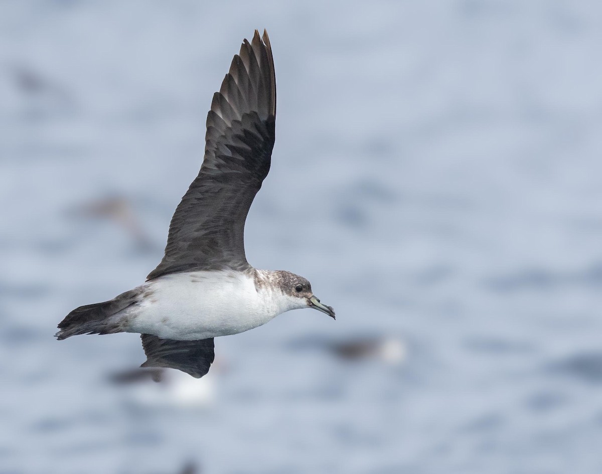 Gray Petrel - ML620370112