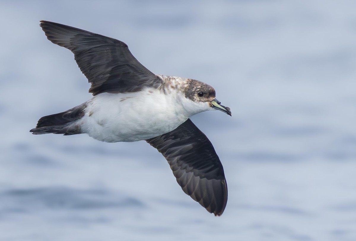 Gray Petrel - ML620370113