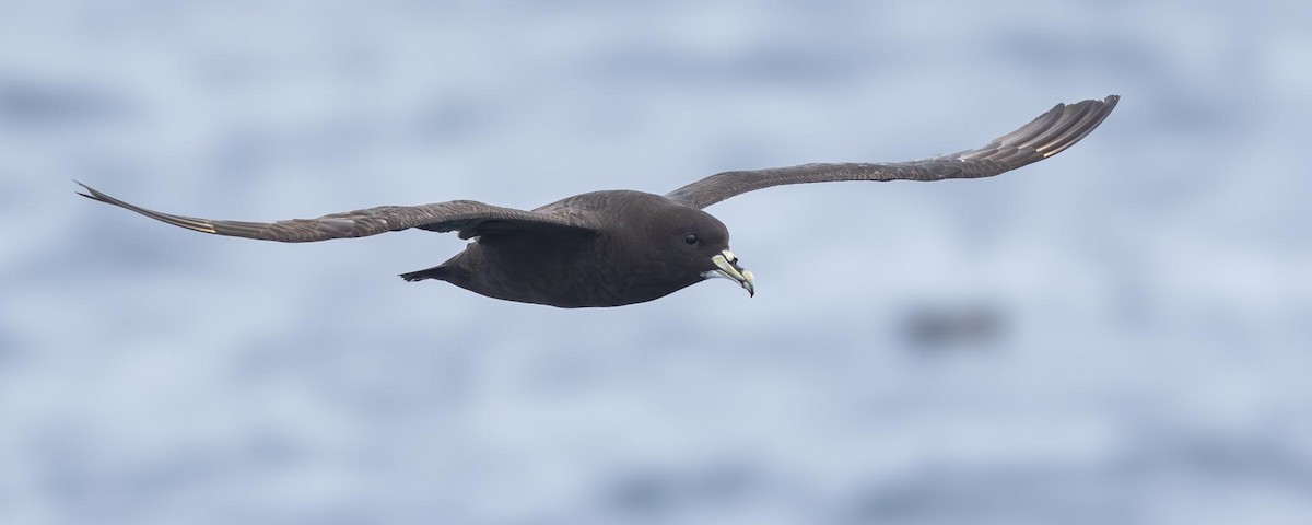 White-chinned Petrel - Adam Buckham