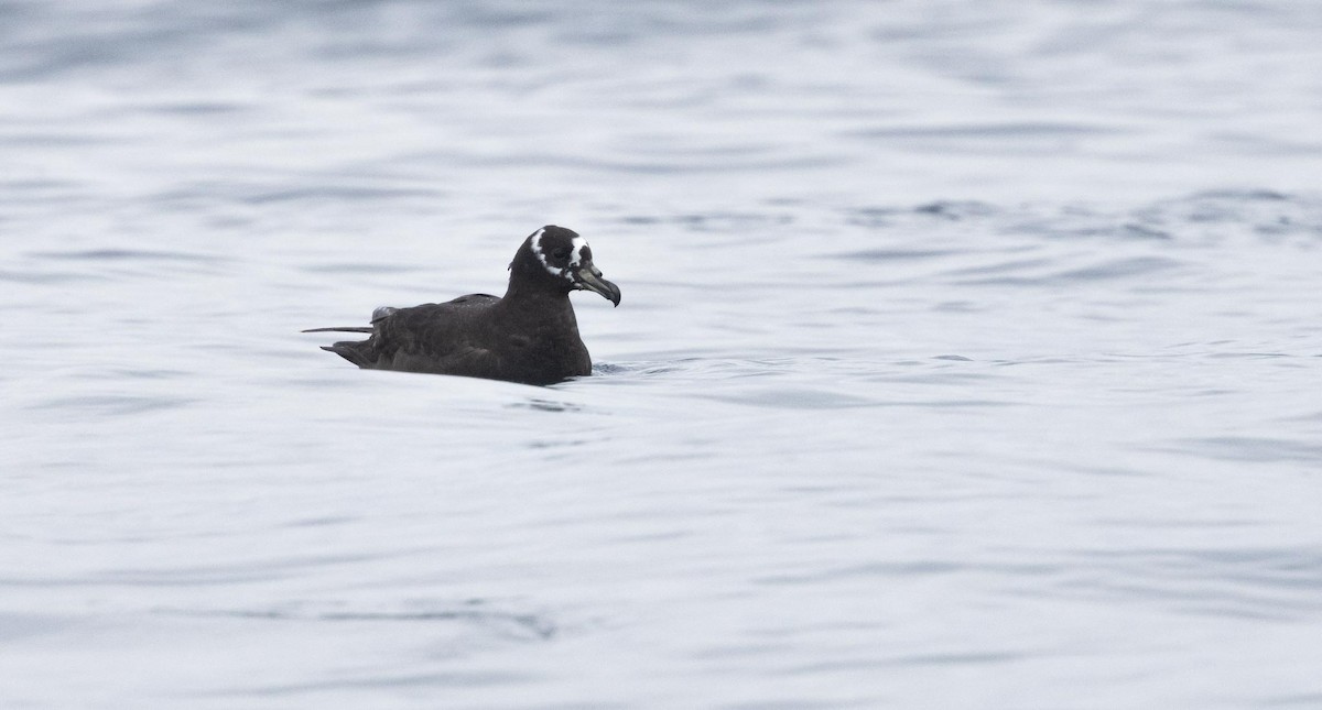 Spectacled Petrel - ML620370127