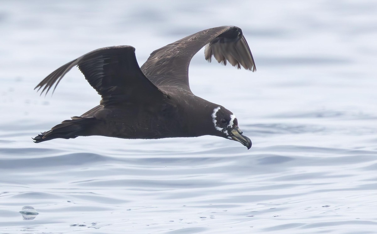 Spectacled Petrel - ML620370128