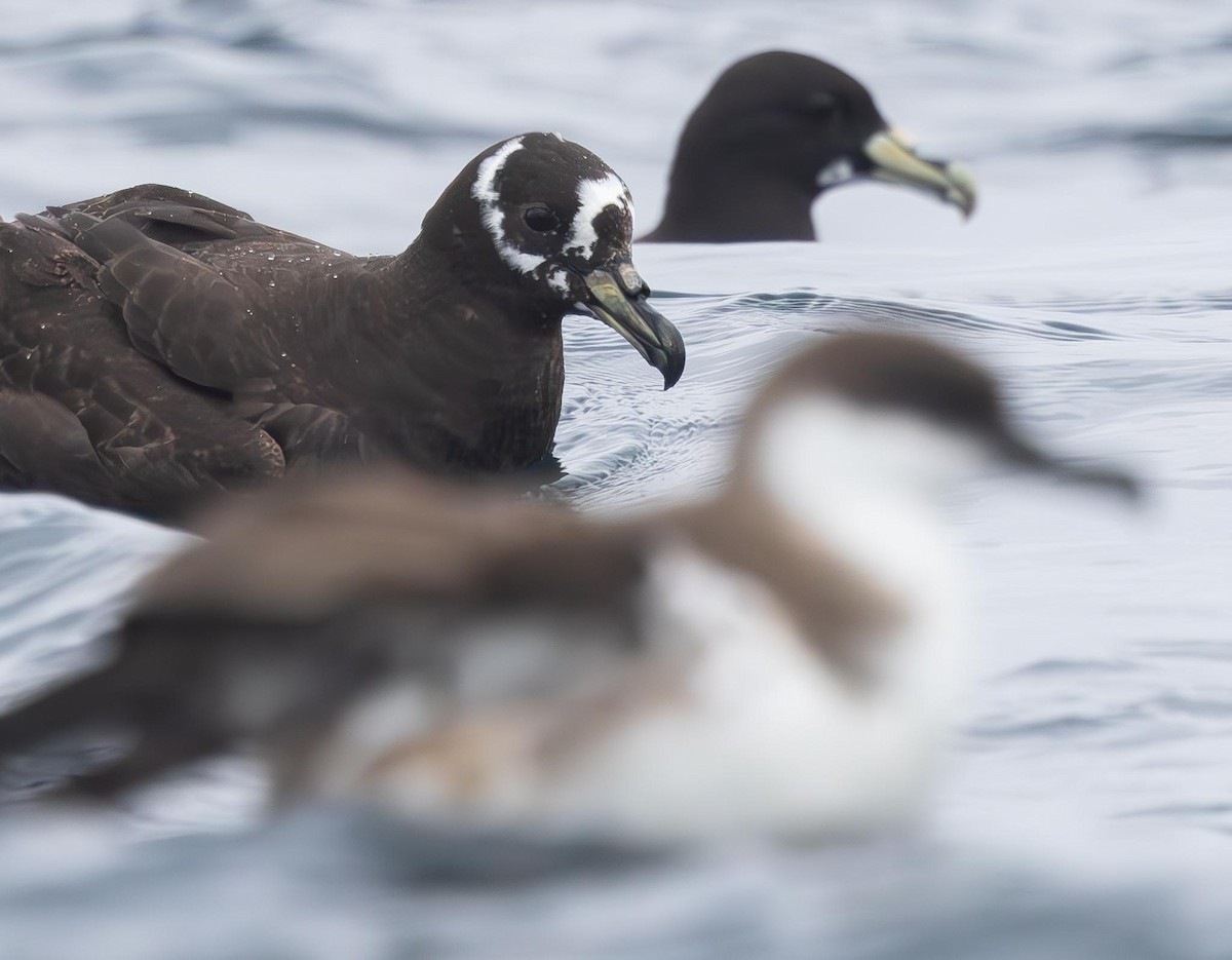 Spectacled Petrel - Adam Buckham