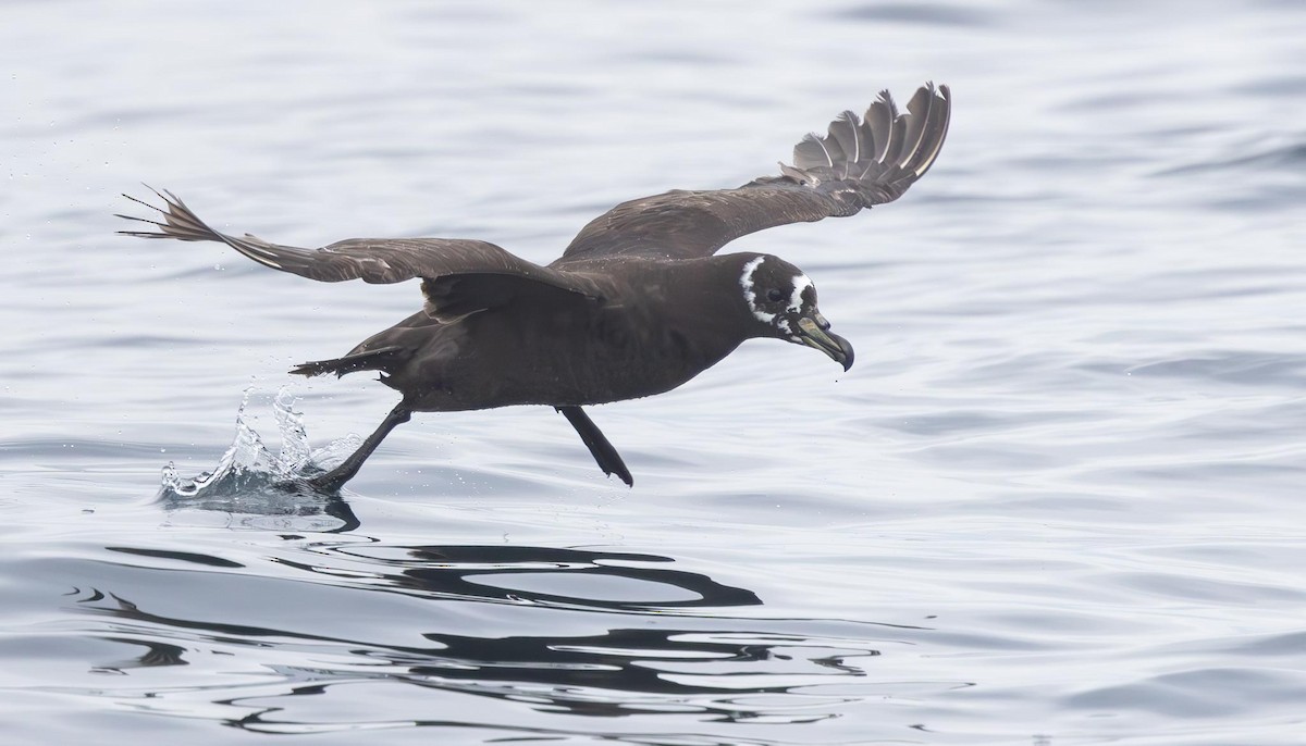 Spectacled Petrel - Adam Buckham