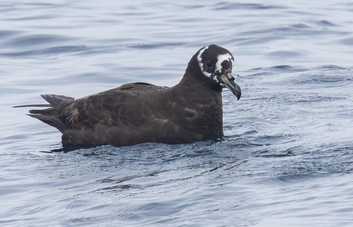 Spectacled Petrel - ML620370133