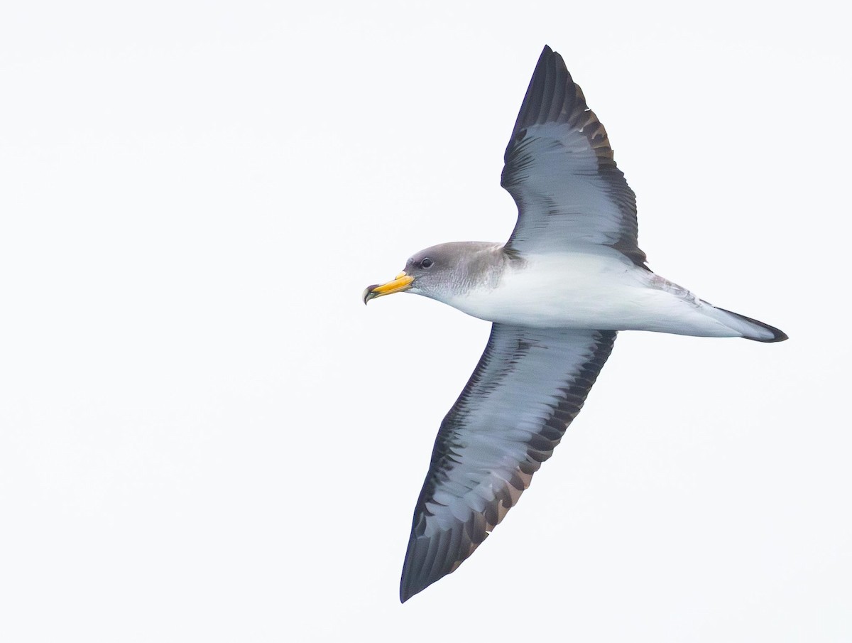 Cory's Shearwater - ML620370137