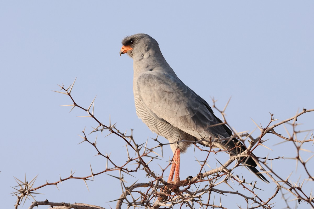 Pale Chanting-Goshawk - ML620370143