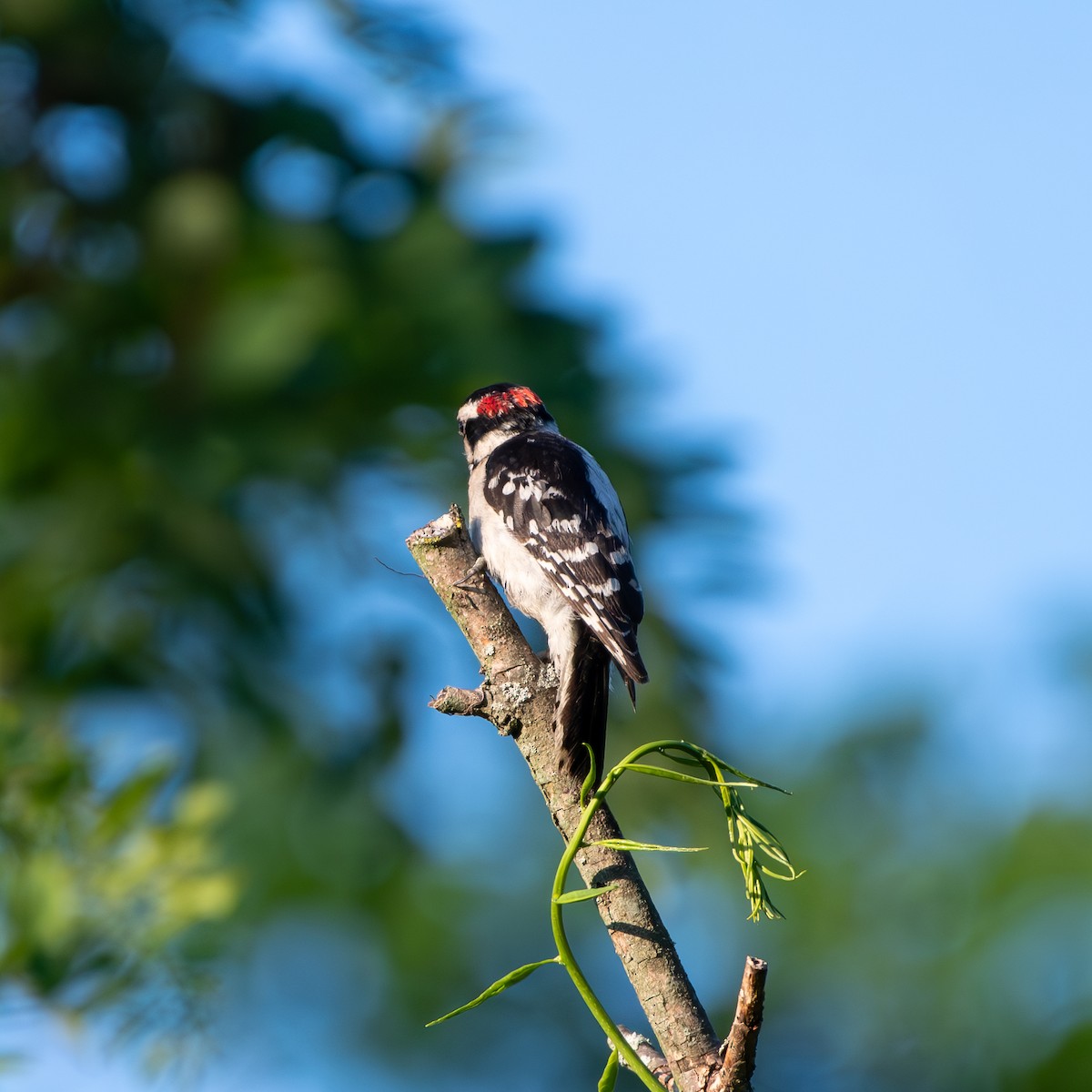 Downy Woodpecker - ML620370189