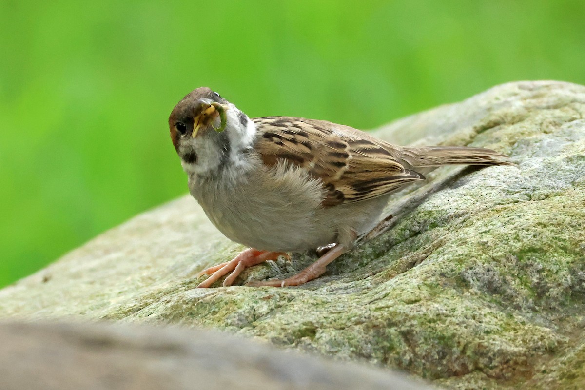 Eurasian Tree Sparrow - ML620370216