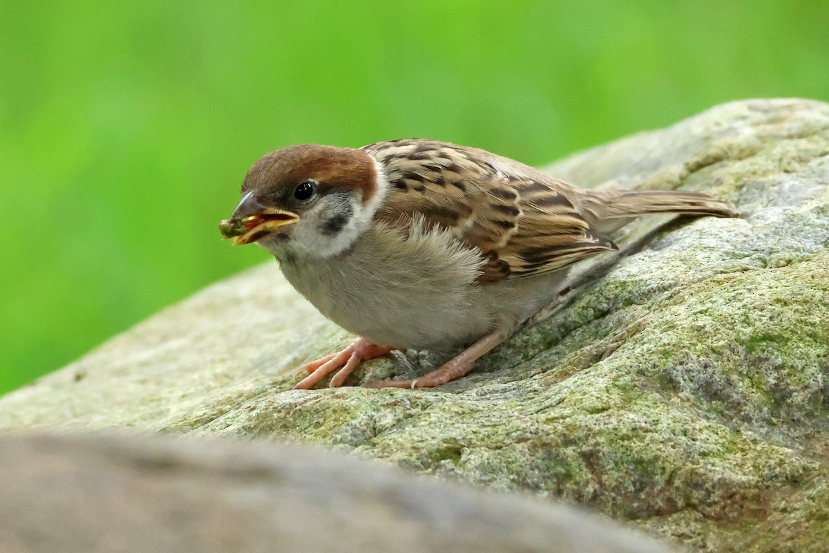 Eurasian Tree Sparrow - ML620370218
