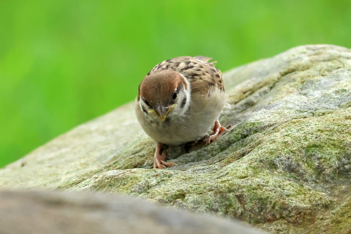 Eurasian Tree Sparrow - ML620370219