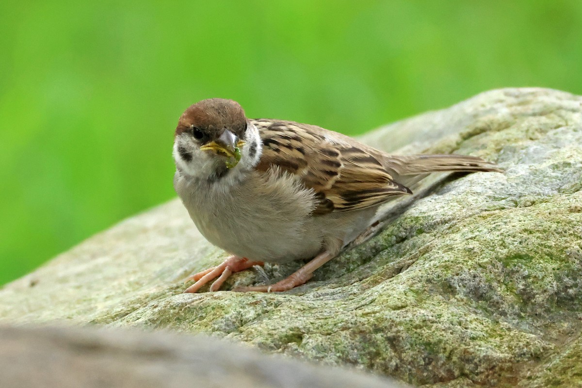 Eurasian Tree Sparrow - 佑淇 陳