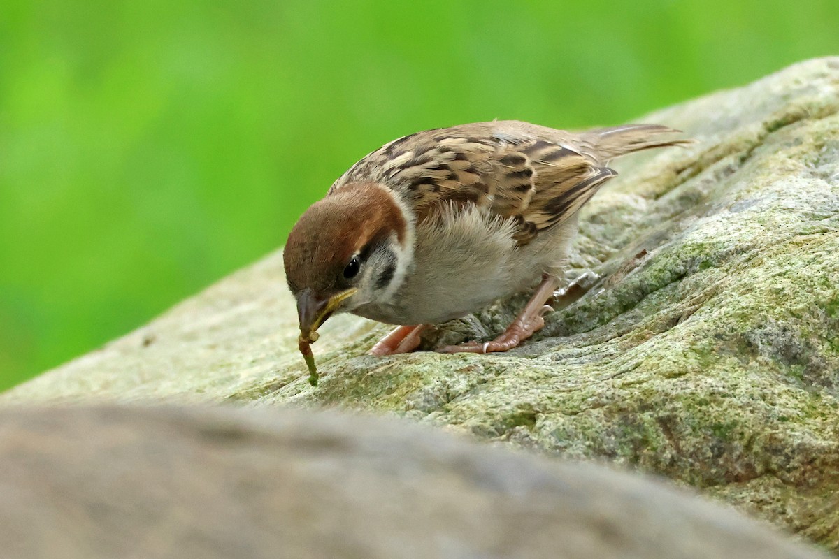 Eurasian Tree Sparrow - ML620370221