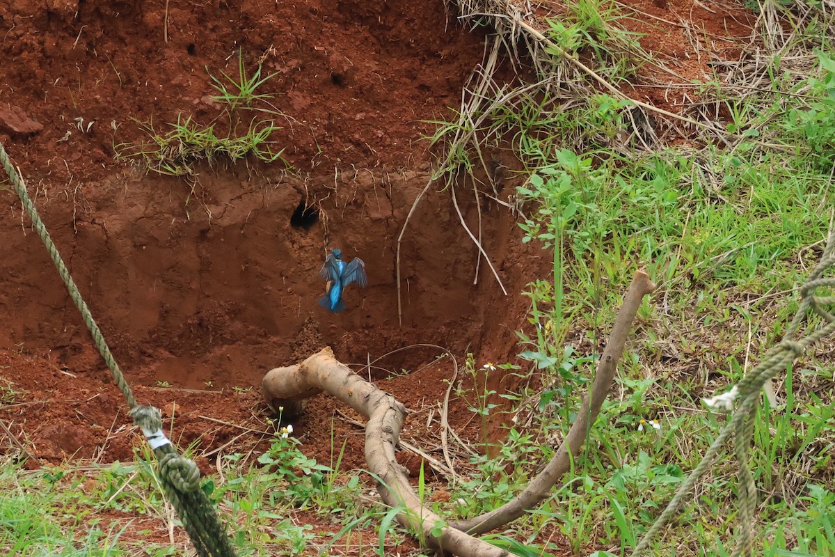 Common Kingfisher - 佑淇 陳