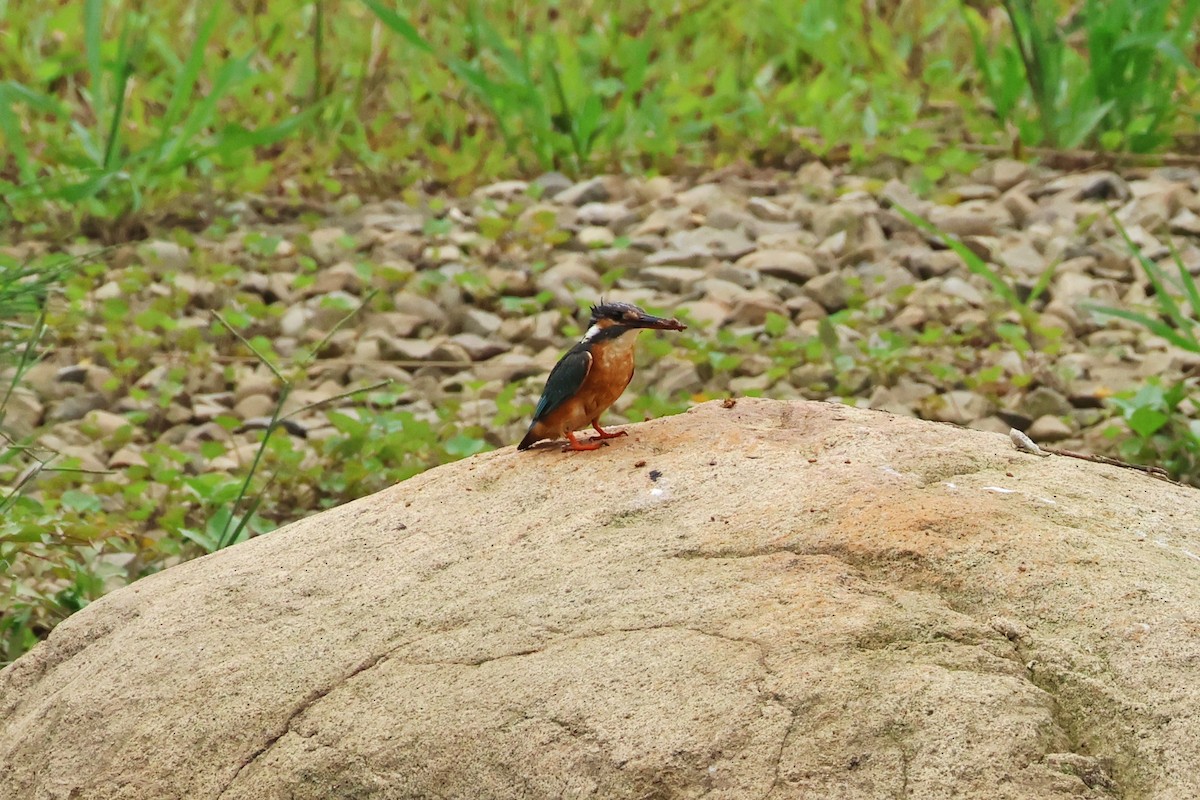 Common Kingfisher - ML620370233