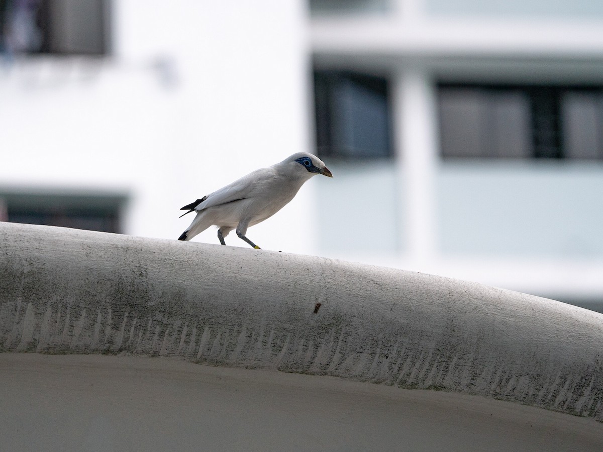 Bali Myna - ML620370235