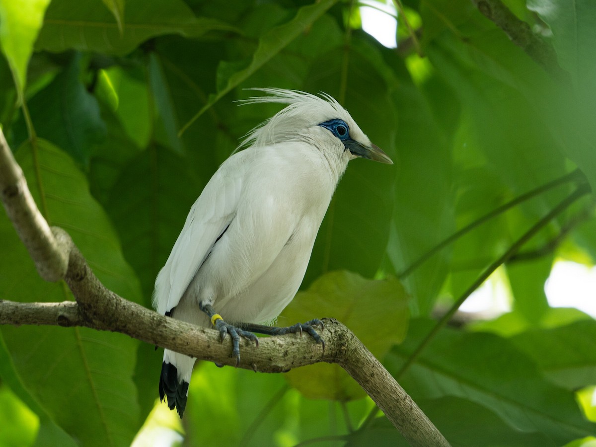 Bali Myna - ML620370246