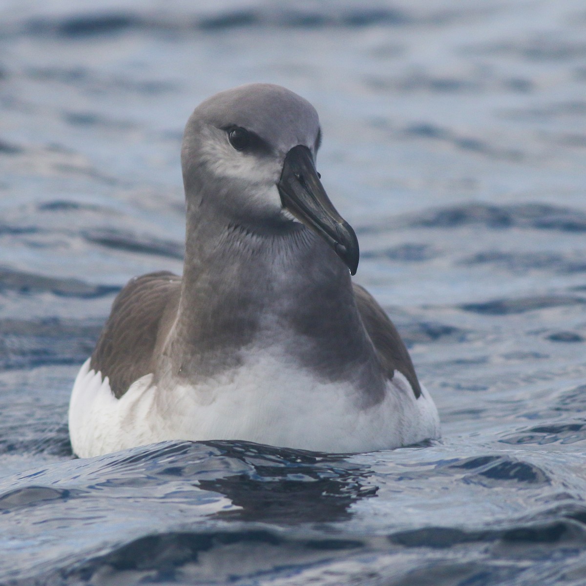 albatros šedohlavý - ML620370284