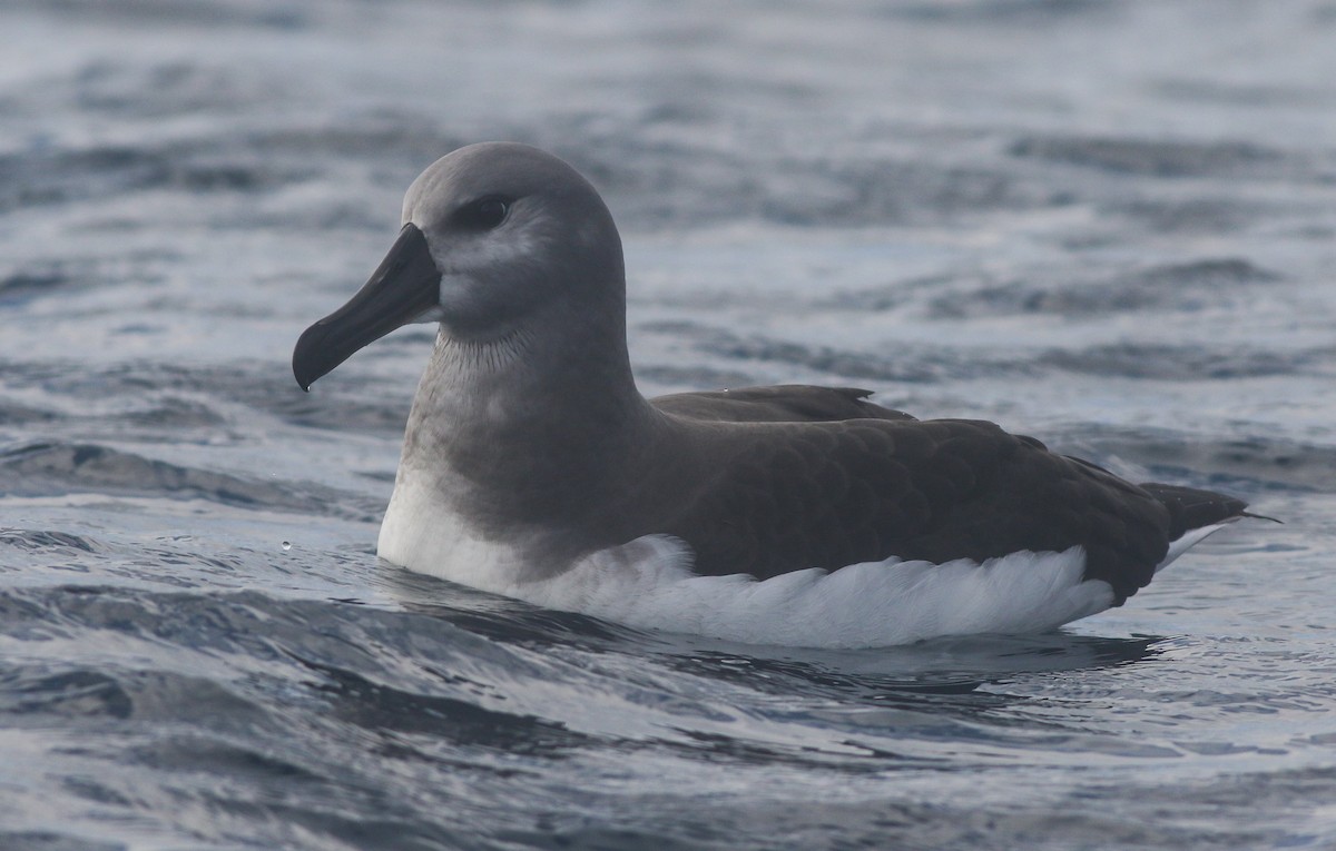albatros šedohlavý - ML620370285