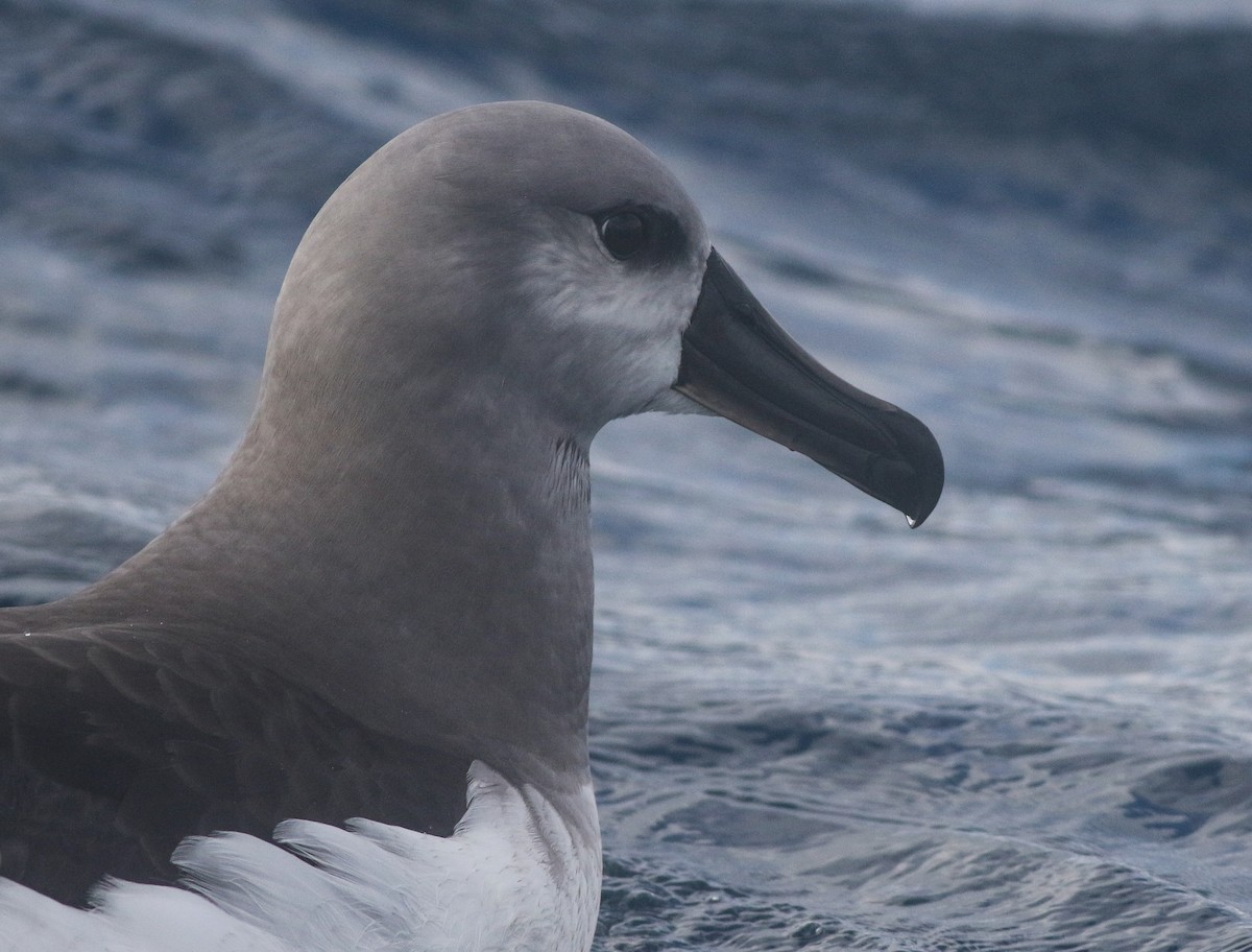 albatros šedohlavý - ML620370286