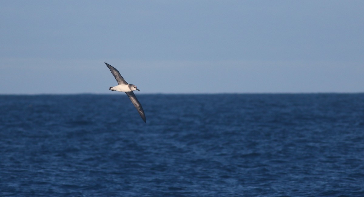 Albatros Cabecigrís - ML620370293