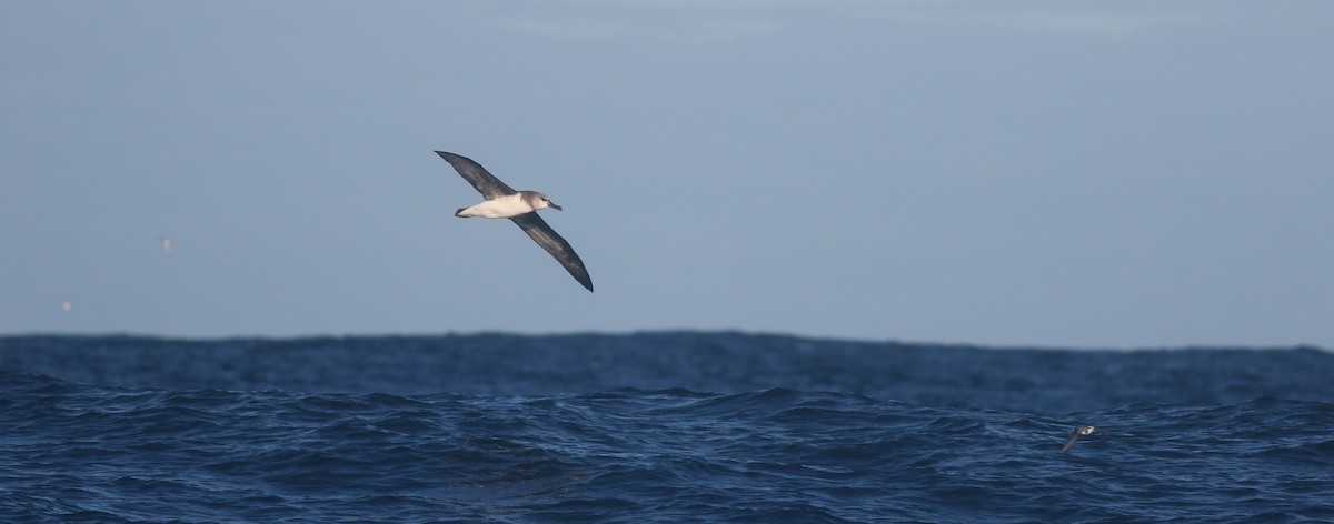 albatros šedohlavý - ML620370294