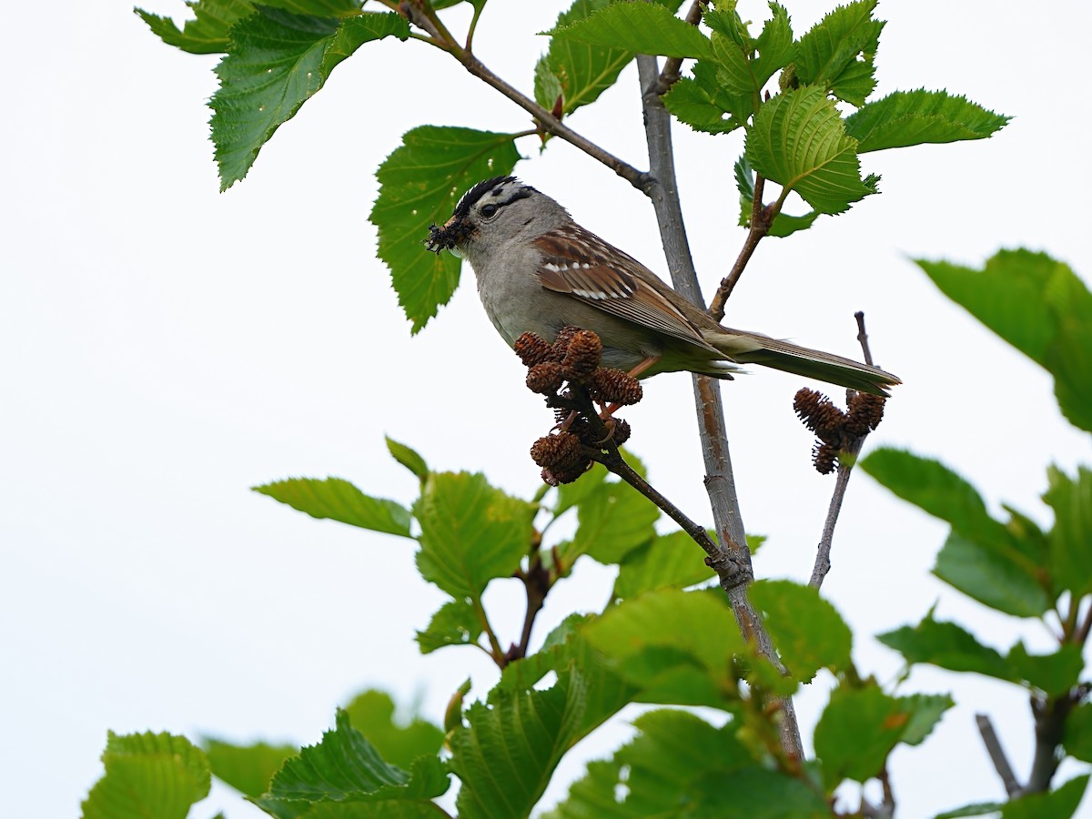 White-crowned Sparrow (Gambel's) - ML620370298