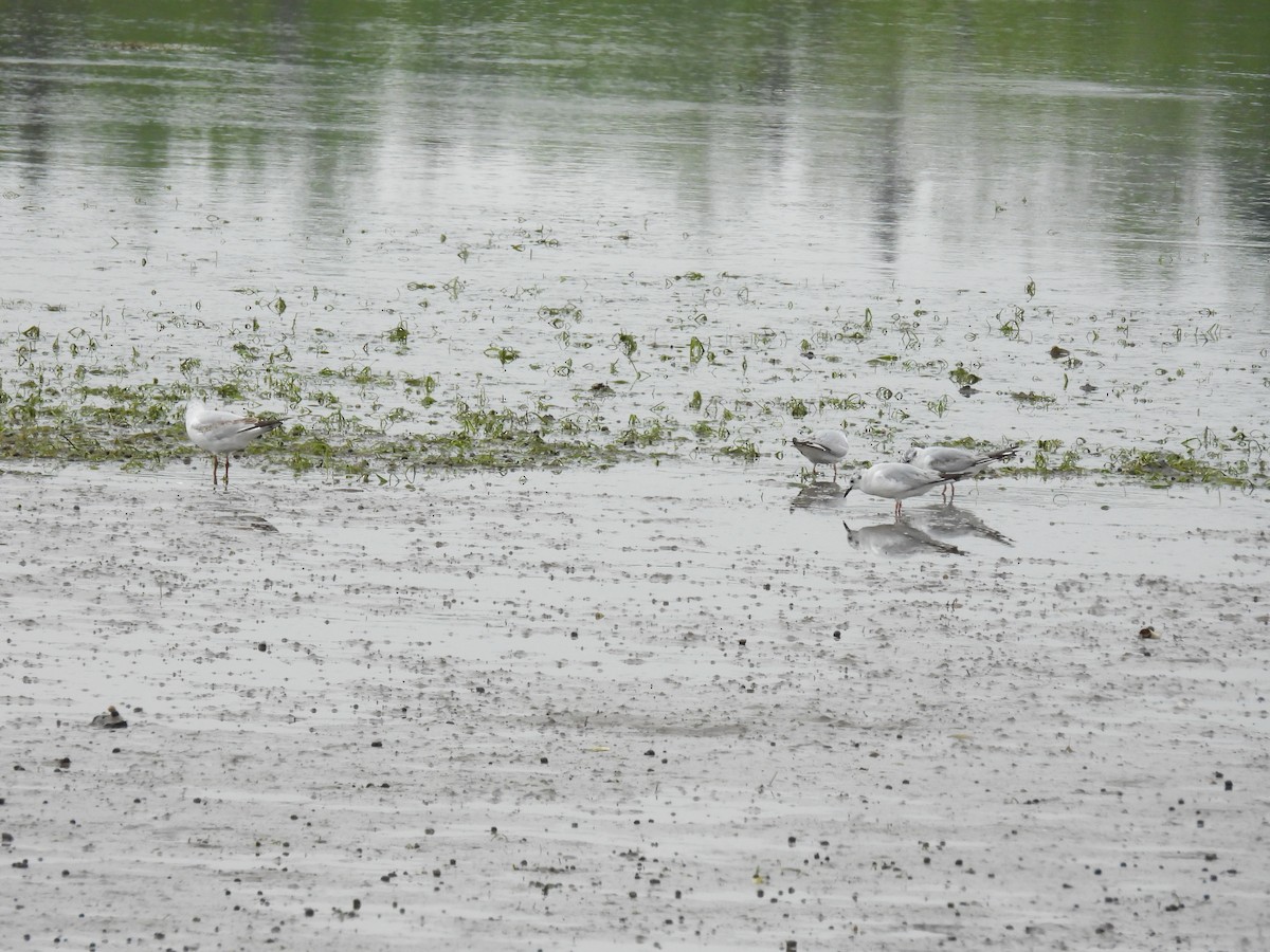 Mouette de Bonaparte - ML620370309