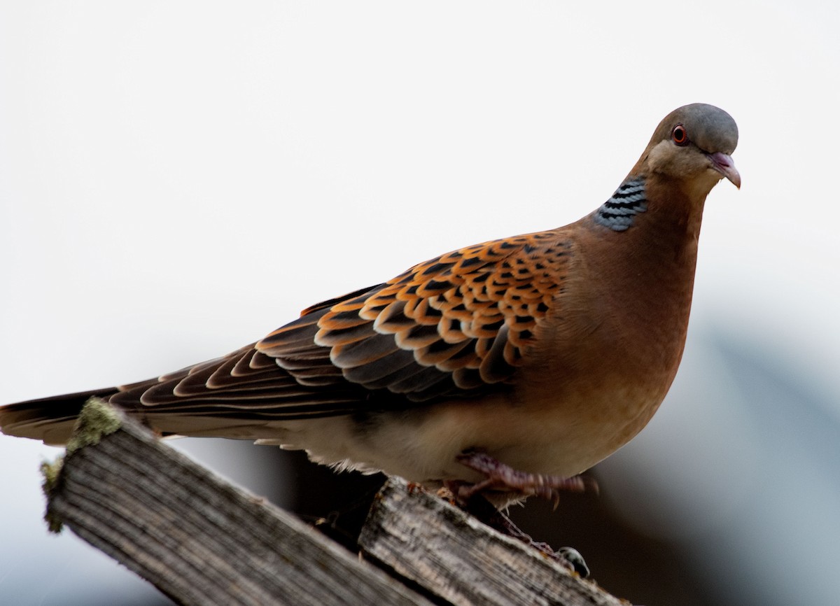 Oriental Turtle-Dove - ML620370315