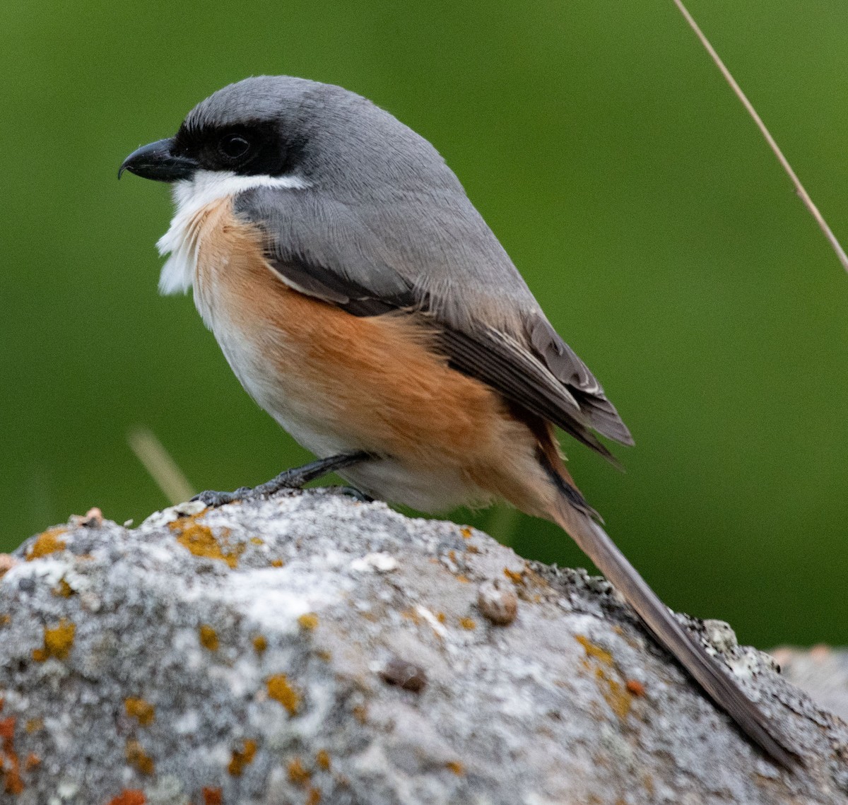 Gray-backed Shrike - ML620370316