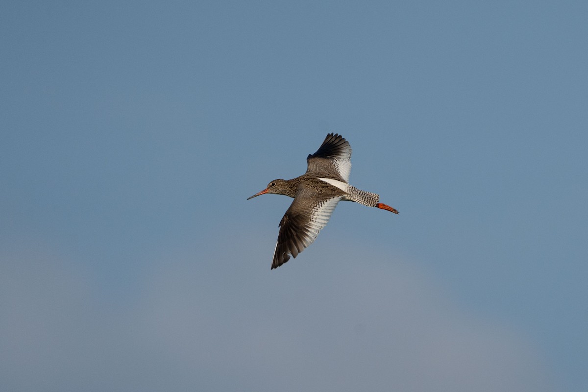 Common Redshank - ML620370320