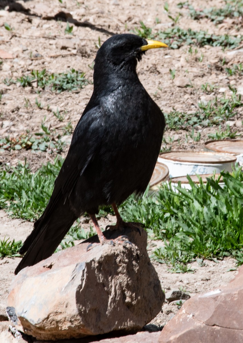 Yellow-billed Chough - ML620370321