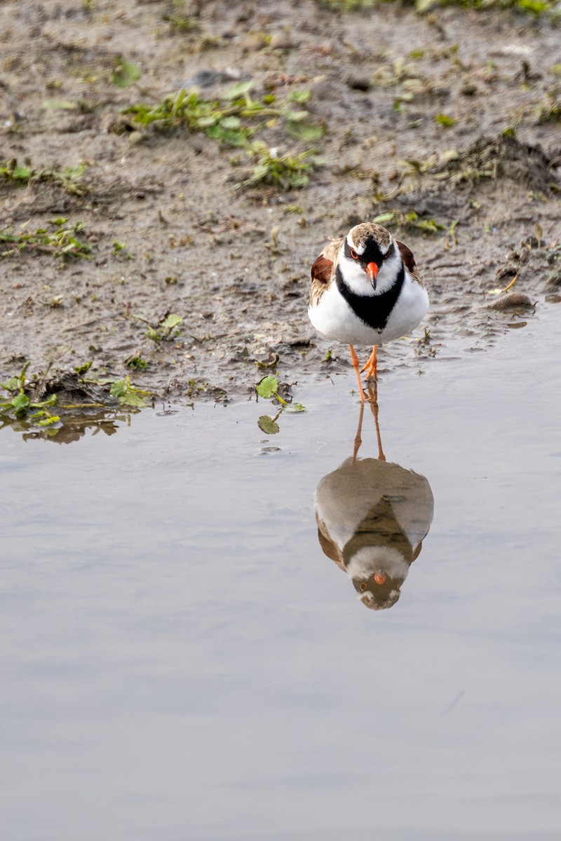 Black-fronted Dotterel - ML620370322