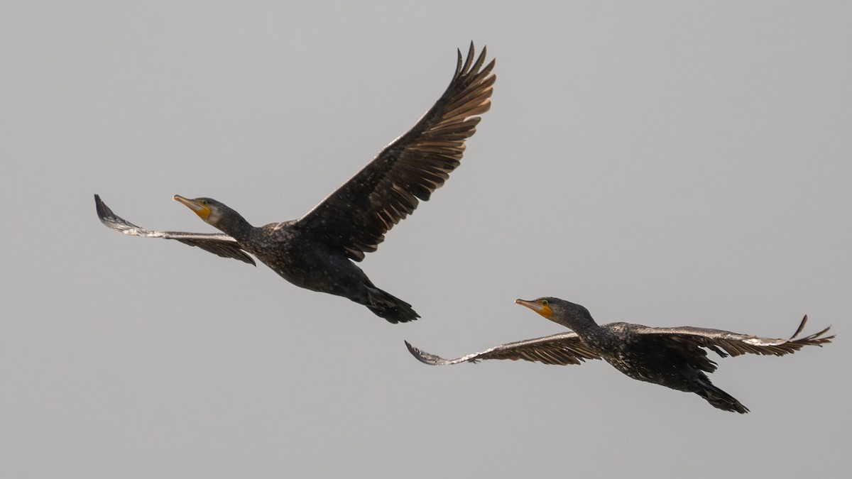 Great Cormorant - Goff Fred