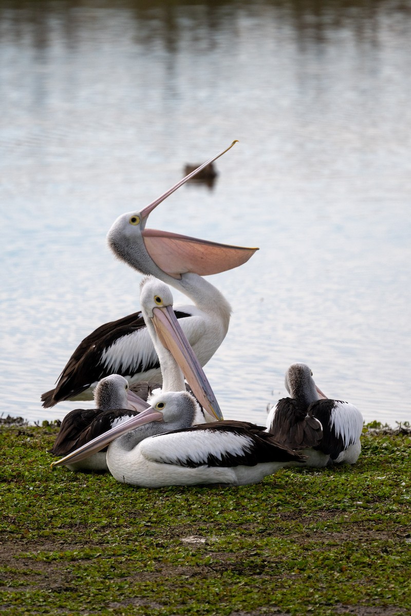 Australian Pelican - ML620370330