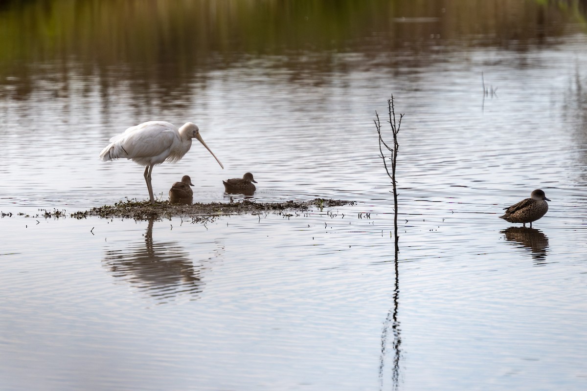 Yellow-billed Spoonbill - Goff Fred