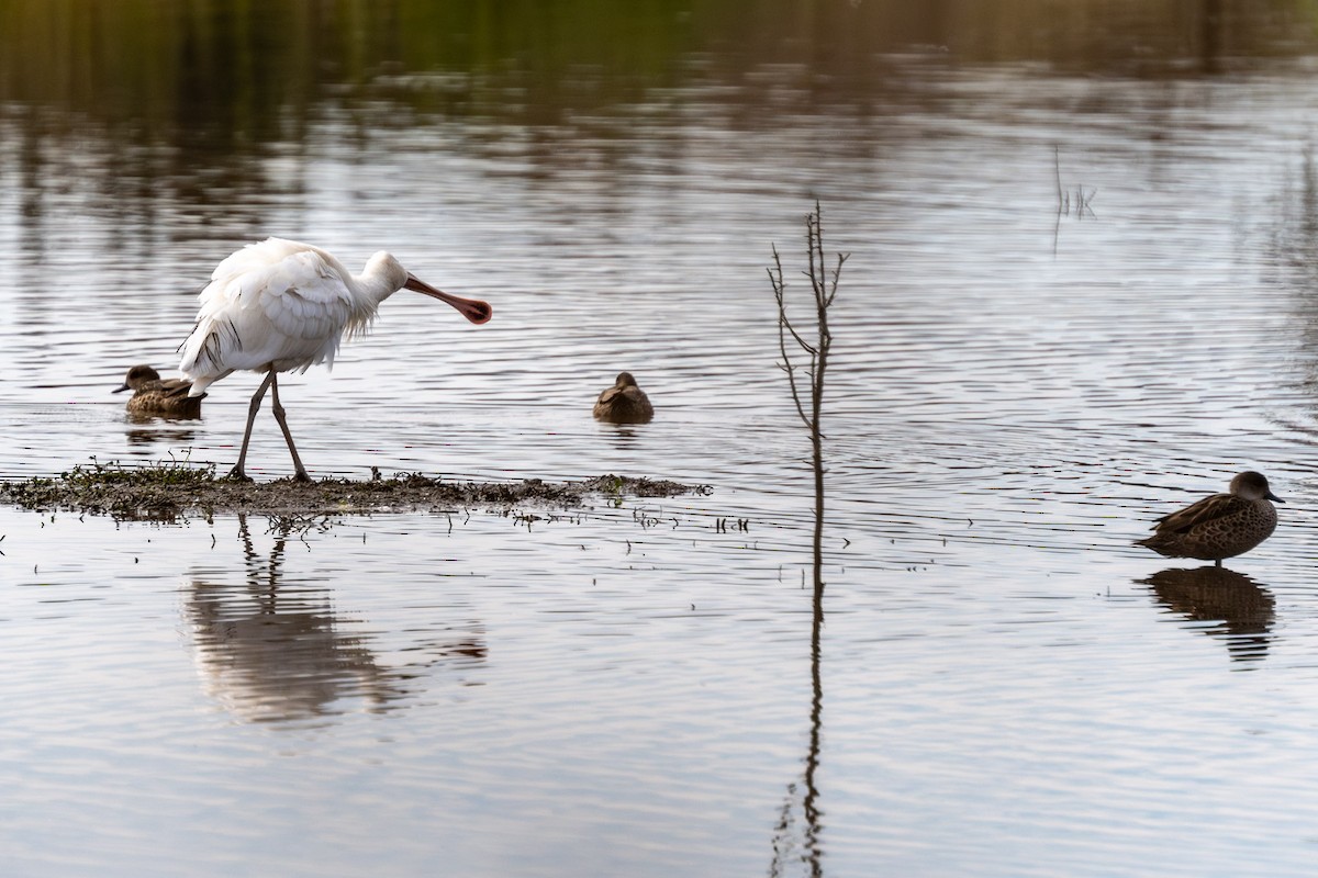 Yellow-billed Spoonbill - ML620370338