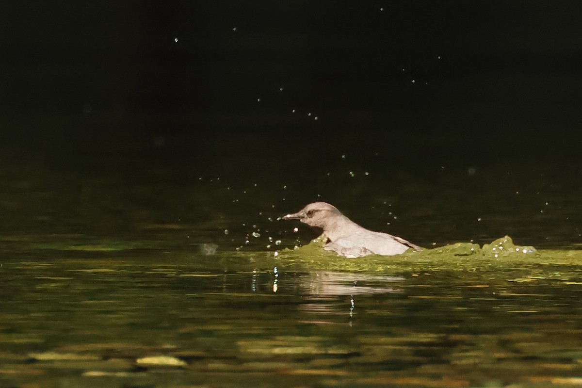 American Dipper - ML620370353